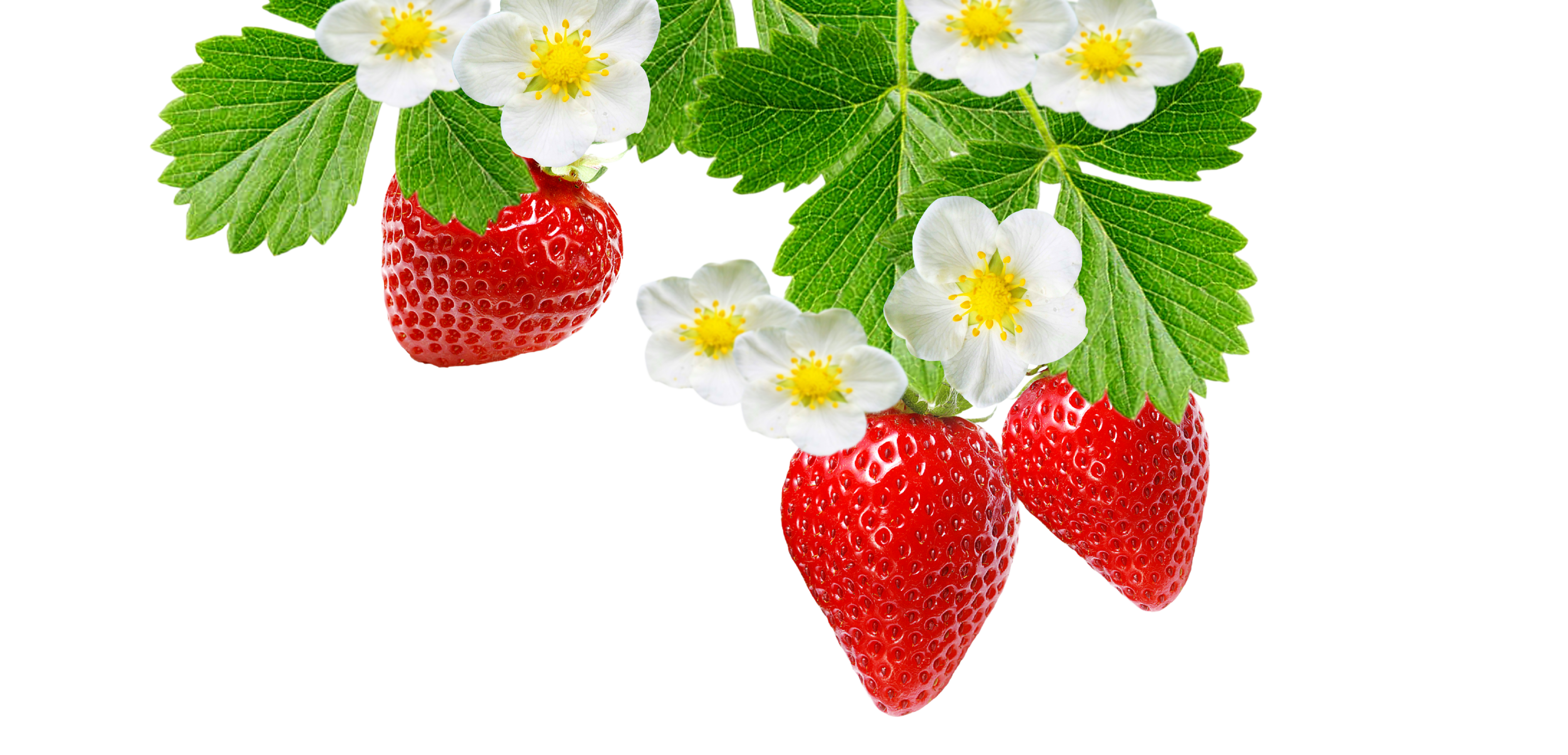 A lush vibrant strawberry plant