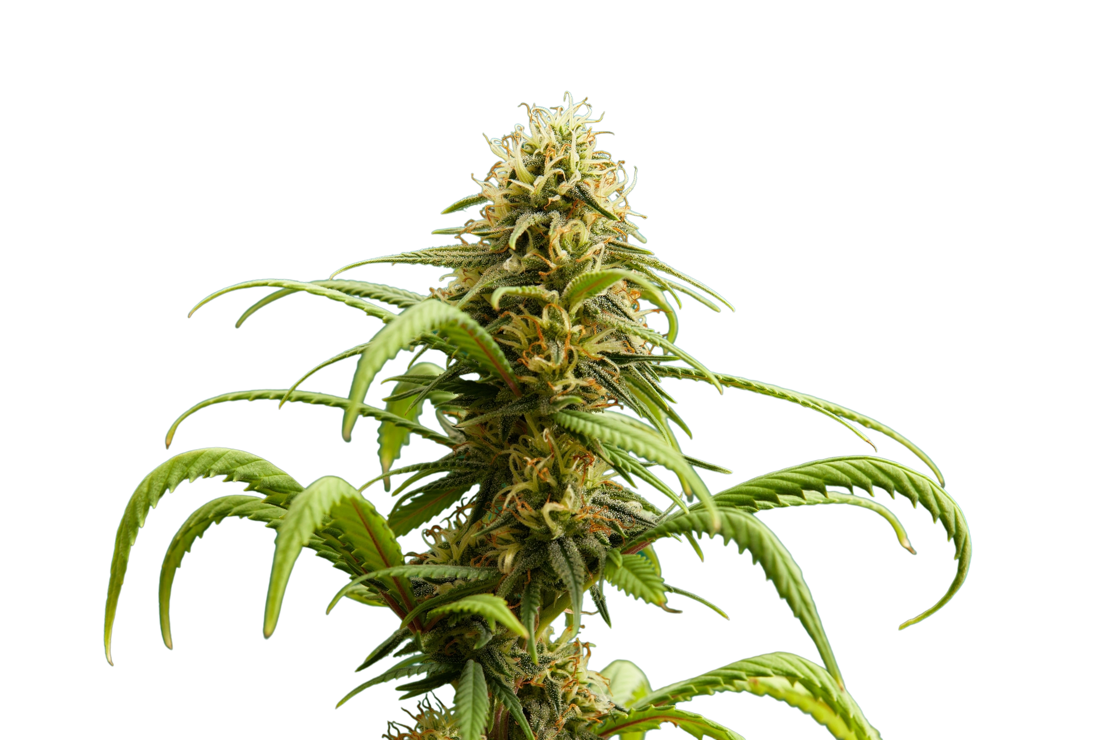 A marijuana plant